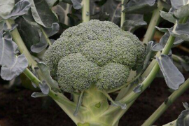 Brokoli Batory F1 2500sem