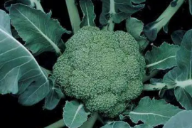 Brokoli Montop F1 2500sem