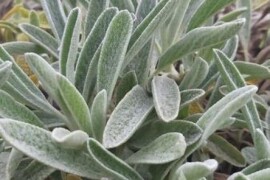 BUGARSKI PLANINSKI ČAJ Sideritis scardica