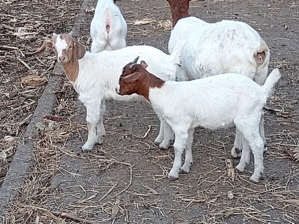 Burski jarici na prodaju