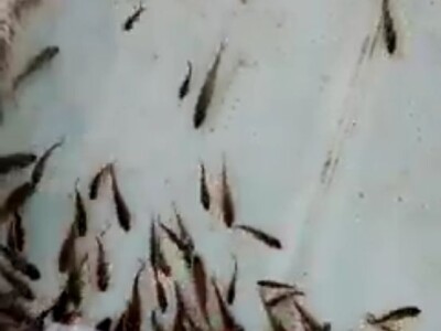 Prodajem mladj sarana