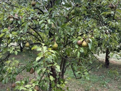 Kruške Viljamovke – domaće, zrele, za preradu – 0,70 €/kg