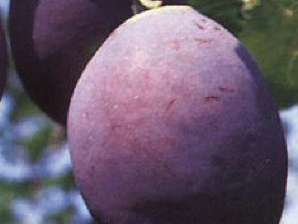 Šljiva - Čačanska rana - sadnice