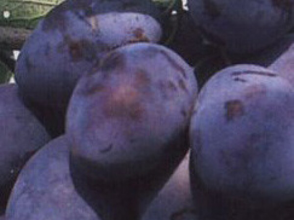 Šljiva - Čačanska  rodna - sadnica