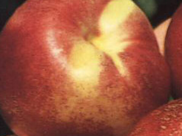 Nektarina - Caldesi 2000 - sadnice