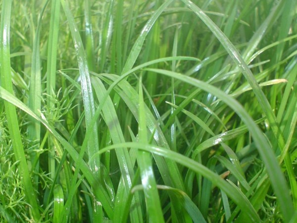 RWA smjesa za ocjedita tla