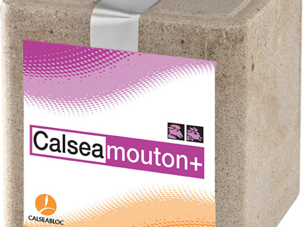 CALSEA MOUTON