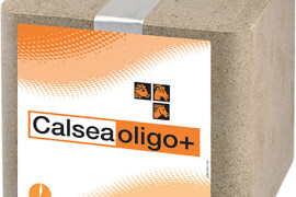 CALSEA OLIGO