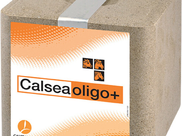 CALSEA OLIGO