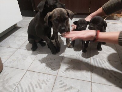 Cane Corso stenci na prodaju - Cistokrvni