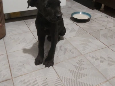 Cane Corso stenci na prodaju - Cistokrvni