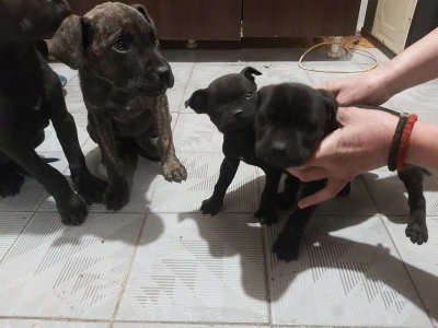 Cane Corso stenci na prodaju - Cistokrvni
