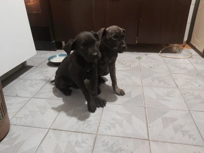 Cane Corso stenci na prodaju - Cistokrvni