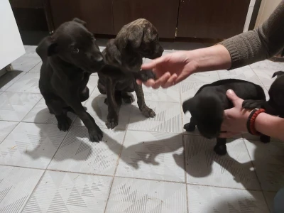 Cane Corso stenci na prodaju - Cistokrvni