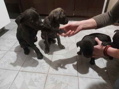 Cane Corso stenci na prodaju - Cistokrvni