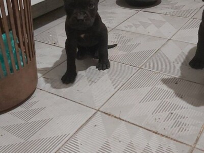 Cane Corso stenci na prodaju - Cistokrvni