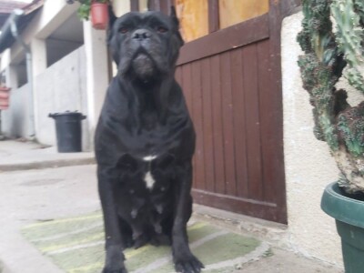 Cane Corso stenci na prodaju - Cistokrvni
