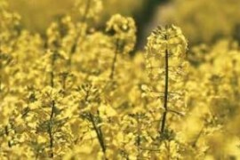 Bluestar - hibrid uljane repice