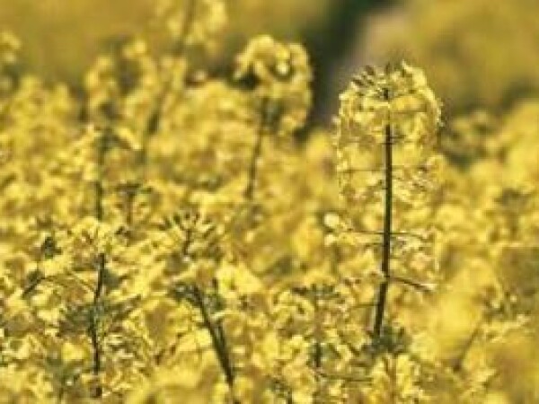 Bluestar - hibrid uljane repice