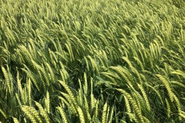 Casanova - Sorta pivarskog ječma