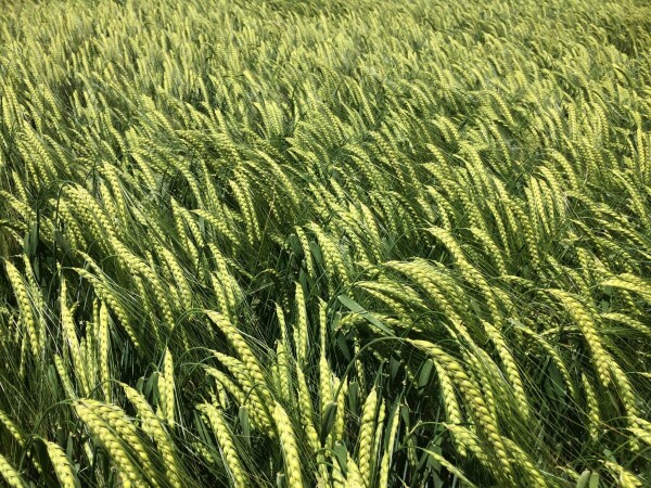 Casanova - Sorta pivarskog ječma