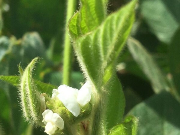 Castetis - Sorta soje u našoj ponudi