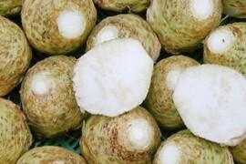 Celer korjenaš IBIS