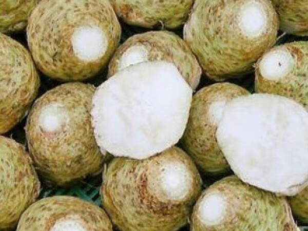 Celer korjenaš IBIS