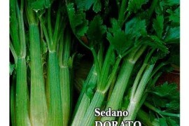 Celer za stabljiku VALDARNO