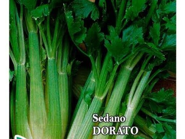 Celer za stabljiku VALDARNO