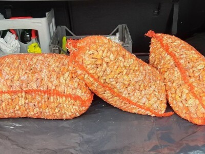 ČEŠNJAK - BIJELI LUK - DOMAĆI*ZA SADNJU