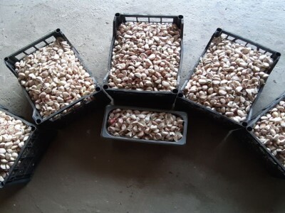 ČEŠNJAK - BIJELI LUK - DOMAĆI*ZA SADNJU