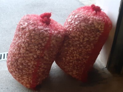 ČEŠNJAK - BIJELI LUK - DOMAĆI*ZA SADNJU