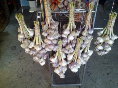 ČEŠNJAK - BIJELI LUK - DOMAĆI*ZA SADNJU