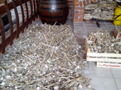 ČEŠNJAK - BIJELI LUK - DOMAĆI*ZA SADNJU