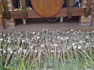 ČEŠNJAK - BIJELI LUK - DOMAĆI*ZA SADNJU