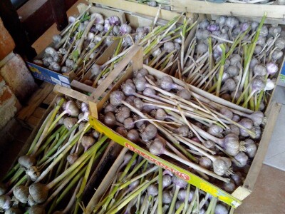 ČEŠNJAK - BIJELI LUK - DOMAĆI*ZA SADNJU