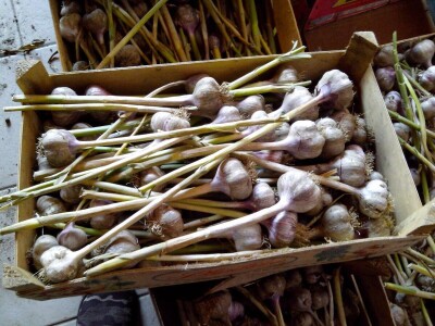 ČEŠNJAK - BIJELI LUK - DOMAĆI*ZA SADNJU