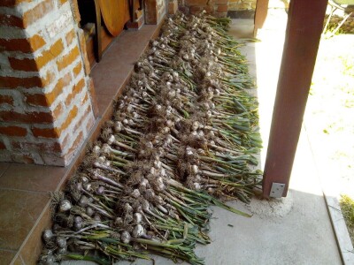 ČEŠNJAK - BIJELI LUK - DOMAĆI*ZA SADNJU