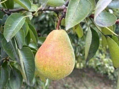 Kruške Viljamovke – domaće, zrele, za preradu – 0,70 €/kg