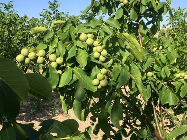 EKO SADNICE CHANDLER ORAHA S CERTIFIKATOM - 10,50 €