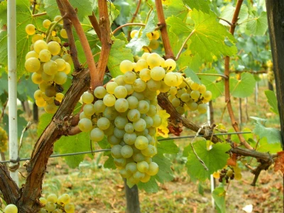 Prodaja VINOVE LOZE | LOZNIH KALEMOVA | POVOLJNE CENE!!!