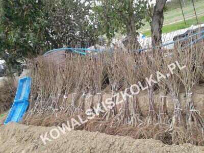 Sadnica voća - velike količine - transport - kowalskiszkolka.pl