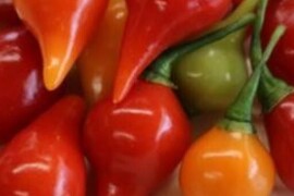 Chili paprika BIQUINHO