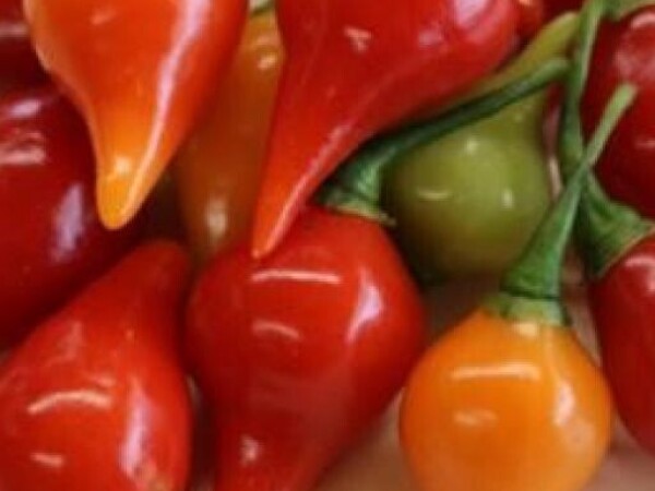 Chili paprika BIQUINHO