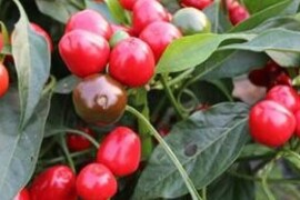 Chili paprika RED CHERRY