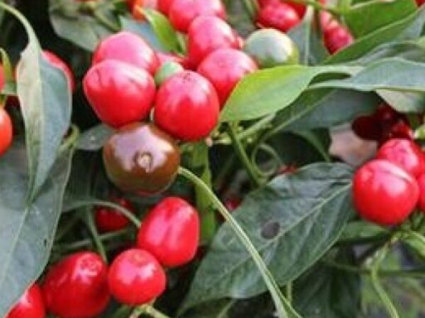 Chili paprika RED CHERRY