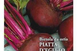 Cikla EGIPATSKA PLOSNATA