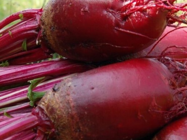 Cikla FORONO - cilindrična