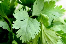 Korijander TAJLANDSKI Coriandrum sativum